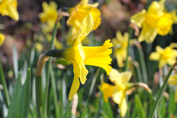 jonquilles03