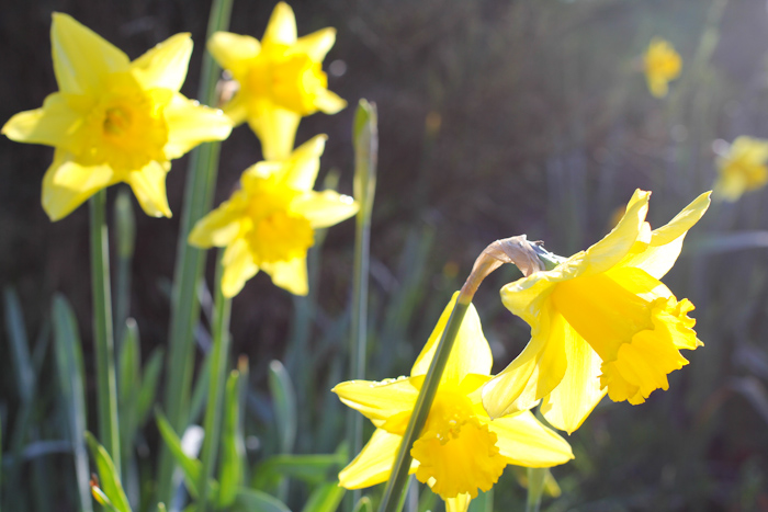 jonquilles05