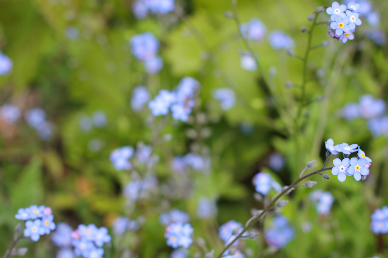WBZH_fleursprintemps06
