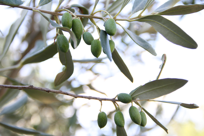 corbieres2014_22