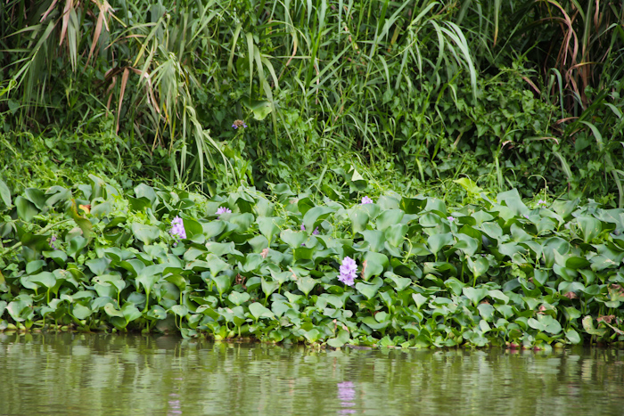 chiangmai_river06