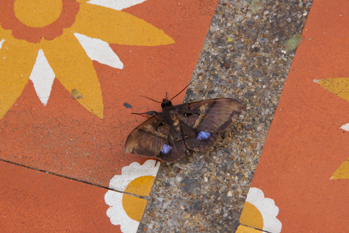 chiangmai_wat07