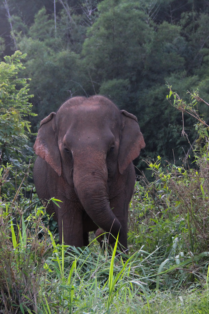 15_chiangsaenelephants04