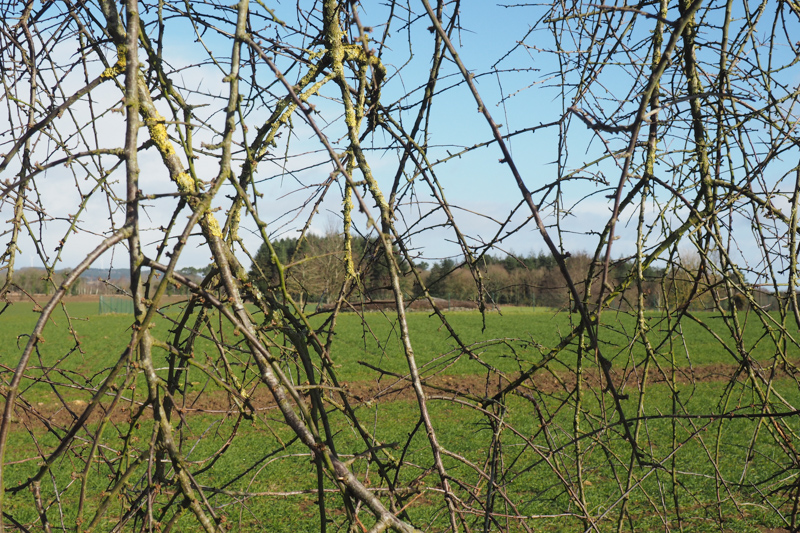 site mégalithique de Larcuste - Colpo