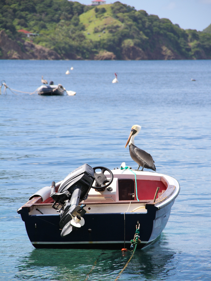 guadeloupes_saintes09