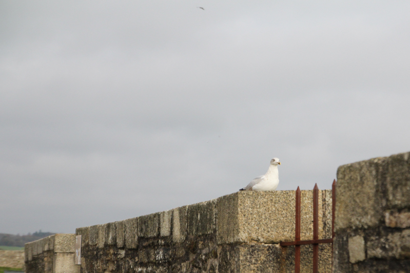 Concarneau, ville close - Bretagne, Finistère (via wonderfulbreizh.fr)