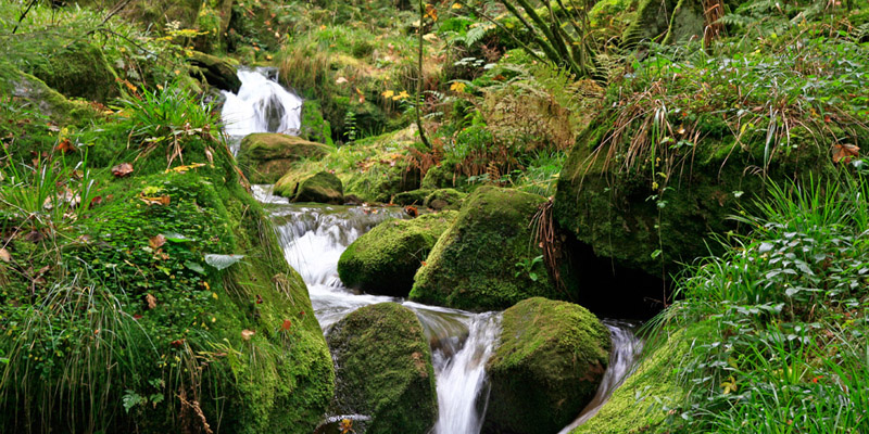 broceliande_morbihan