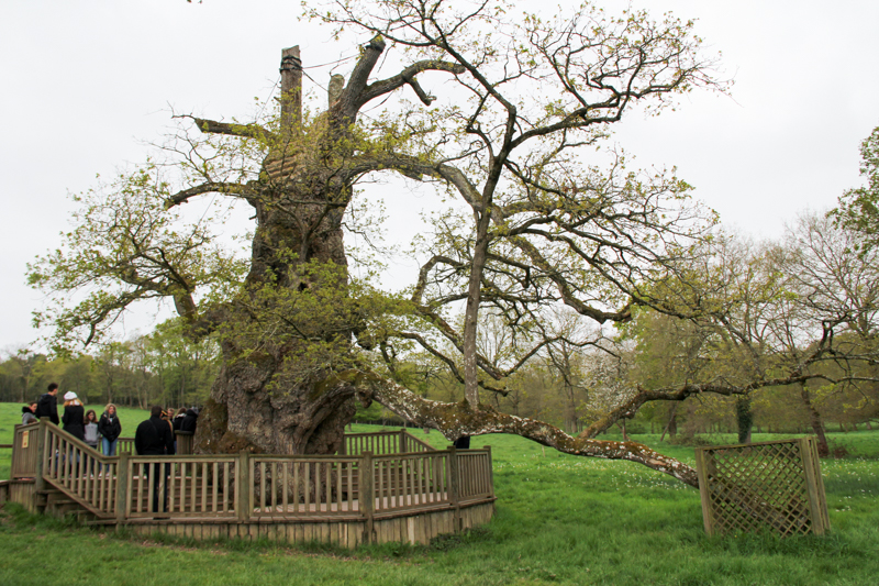 le Chêne à Guillotin, Brocéliande (via wonderfulbreizh.fr)