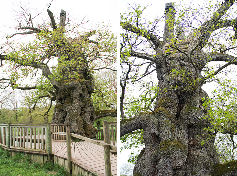 le Chêne à Guillotin, Brocéliande (via wonderfulbreizh.fr)