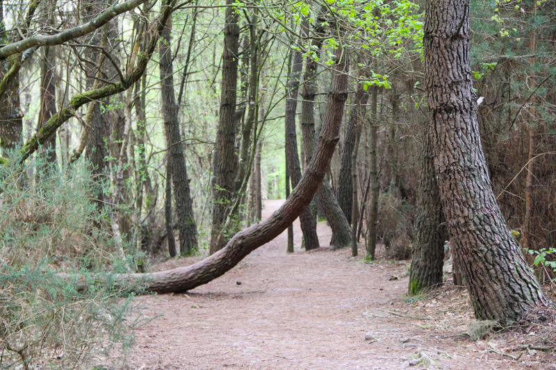 La forêt de Brocéliande (via wonderfulbreizh.fr)