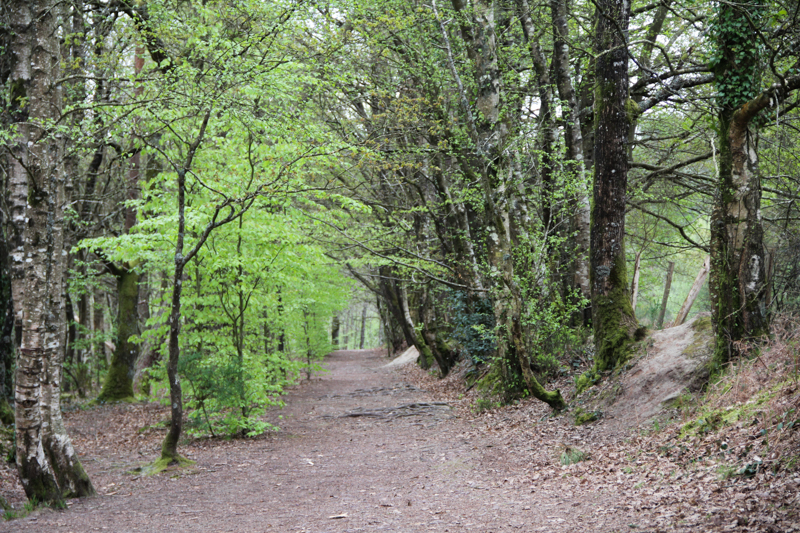 La forêt de Brocéliande (via wonderfulbreizh.fr)