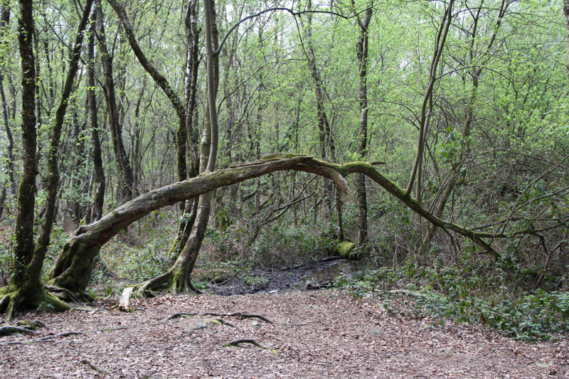 La forêt de Brocéliande (via wonderfulbreizh.fr)