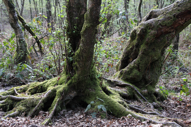 La forêt de Brocéliande (via wonderfulbreizh.fr)