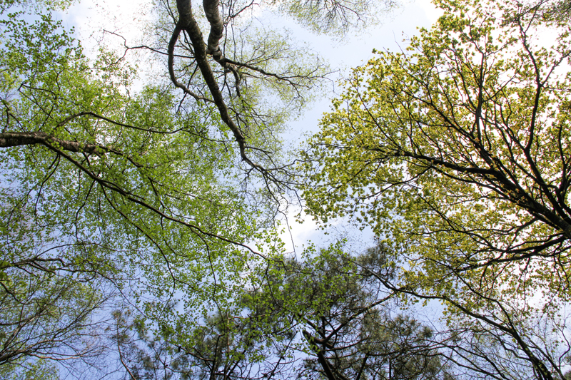 La forêt de Brocéliande (via wonderfulbreizh.fr)