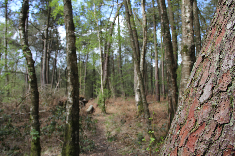 La forêt de Brocéliande (via wonderfulbreizh.fr)