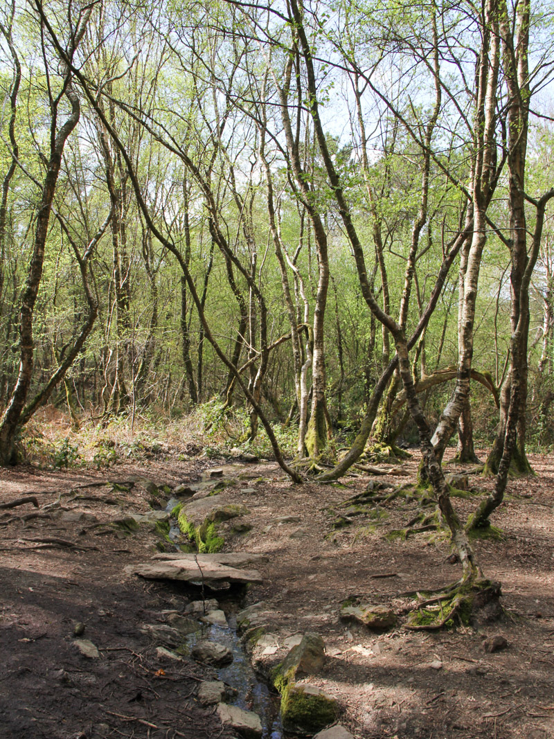 La forêt de Brocéliande (via wonderfulbreizh.fr)