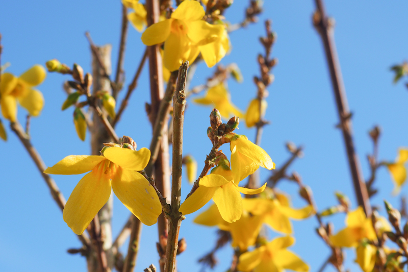 Forsythia - fleurs jaunes printemps