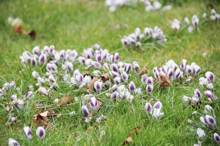 jardin botanique Anvers Antwerp