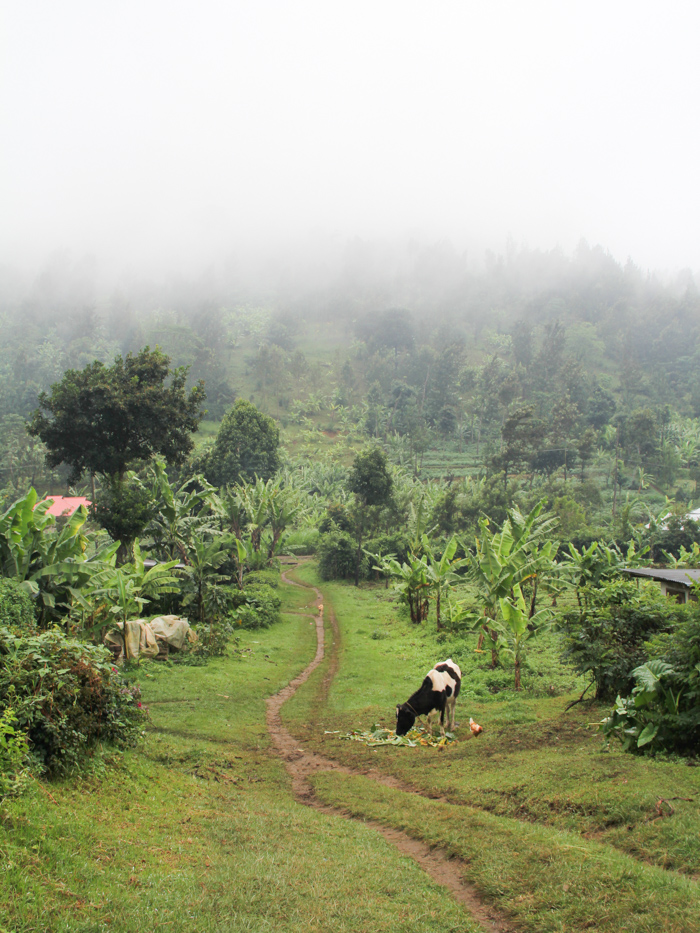 N'Giresi, Arusha, Tanzanie