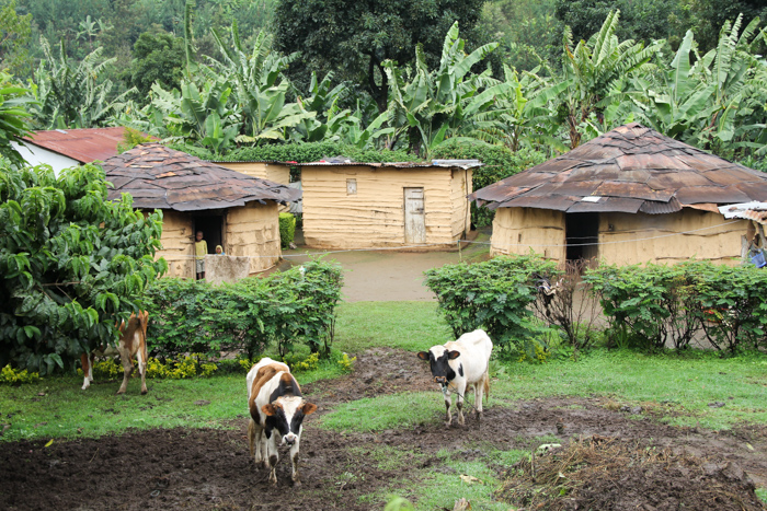 N'Giresi, Arusha, Tanzanie