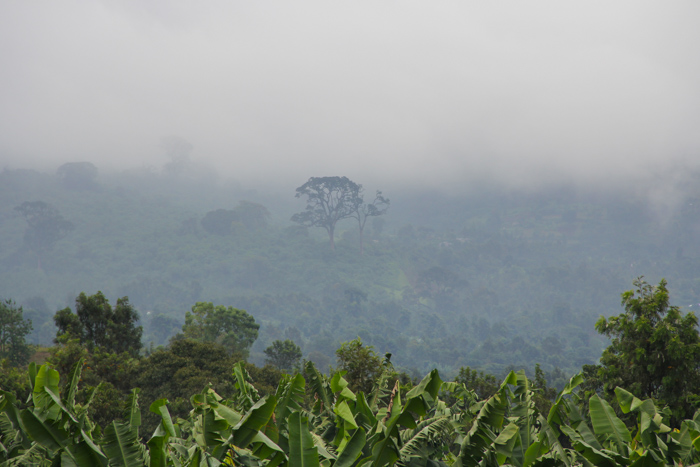 N'Giresi, Arusha, Tanzanie