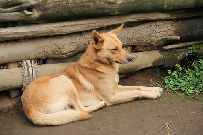 N'Giresi, Arusha, Tanzanie