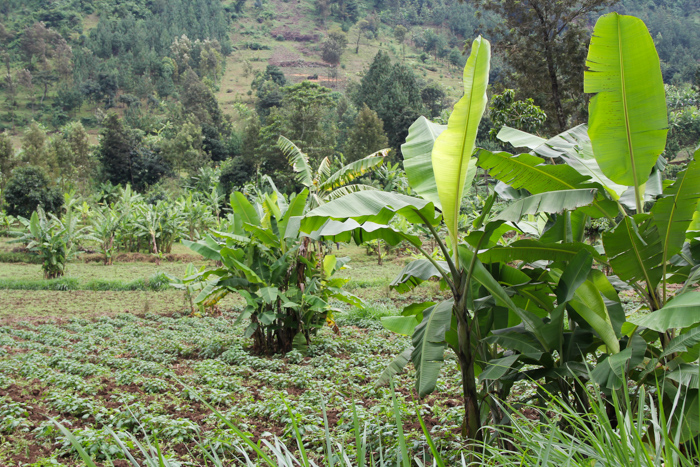 N'Giresi, Arusha, Tanzanie