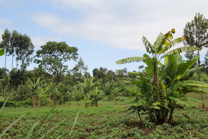 N'Giresi, Arusha, Tanzanie