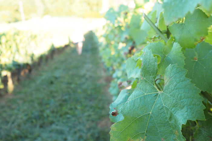 Jura - dans les vignes