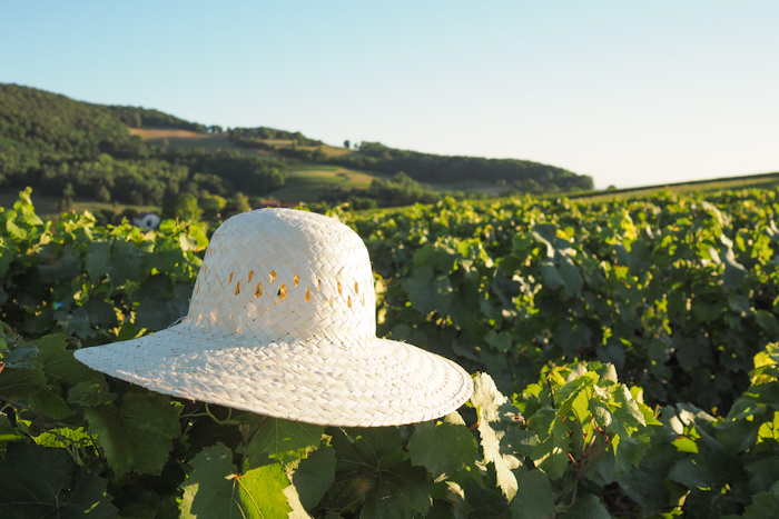 Jura - dans les vignes