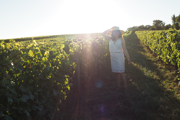 Jura - dans les vignes