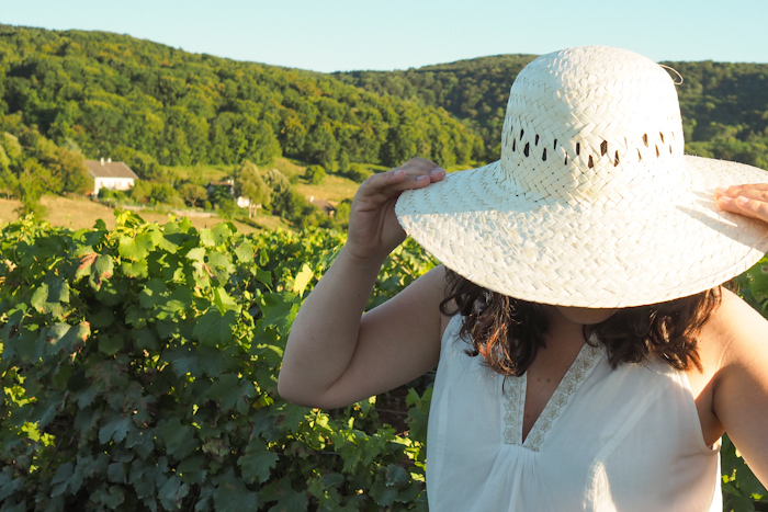 Jura - dans les vignes