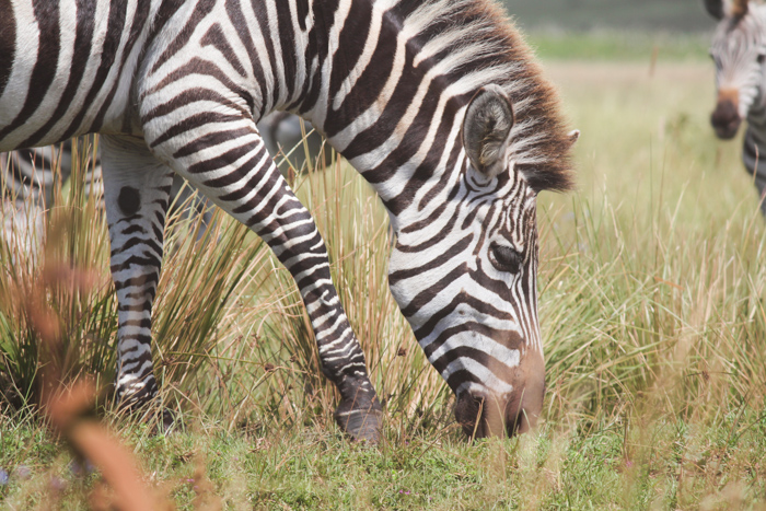 Safari cratère N'Gorongoro - Tanzanie