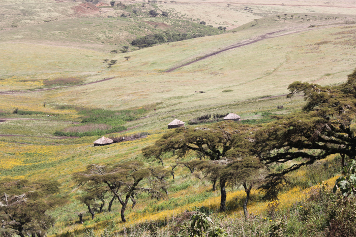 Safari cratère N'Gorongoro - Tanzanie