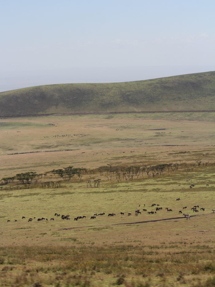 Safari cratère N'Gorongoro - Tanzanie