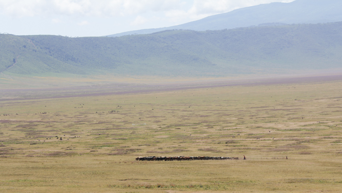 Safari cratère N'Gorongoro - Tanzanie