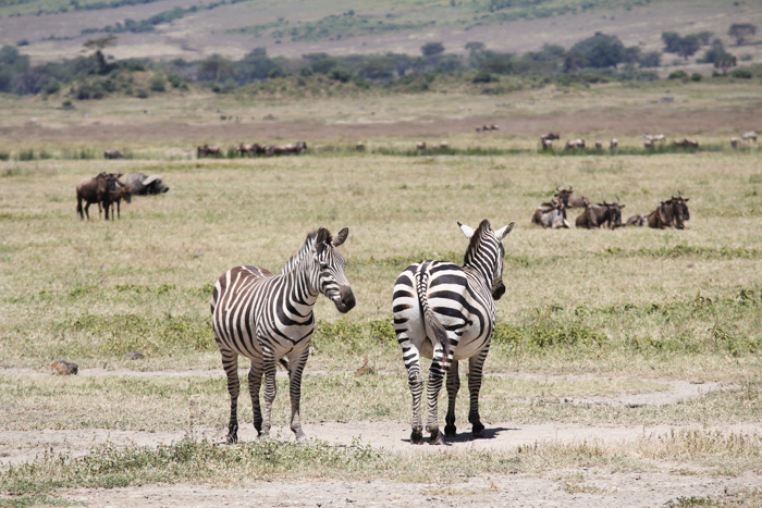 Safari cratère N'Gorongoro - Tanzanie