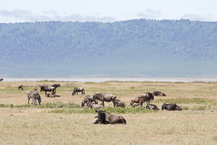 Safari cratère N'Gorongoro - Tanzanie