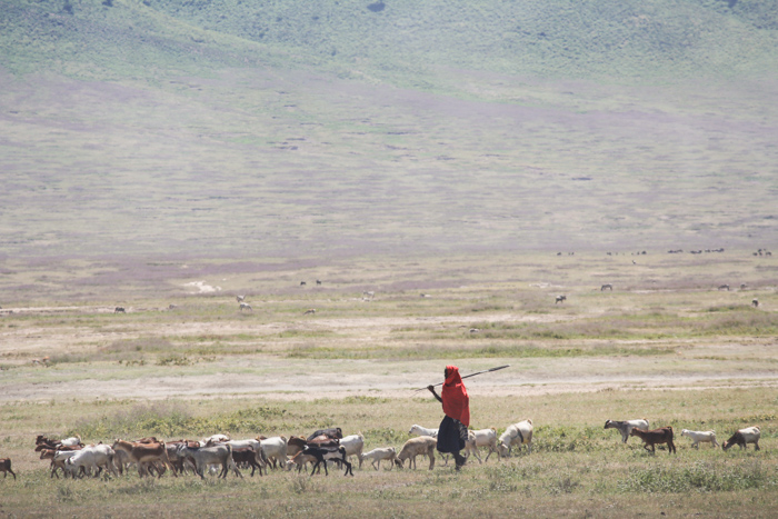 Safari cratère N'Gorongoro - Tanzanie