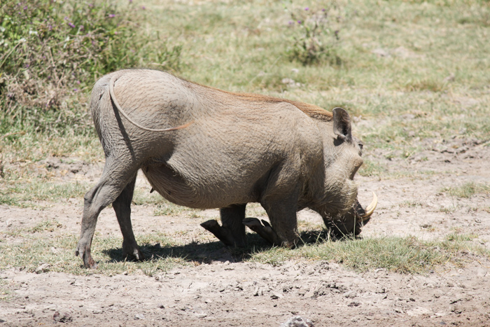 Safari cratère N'Gorongoro - Tanzanie