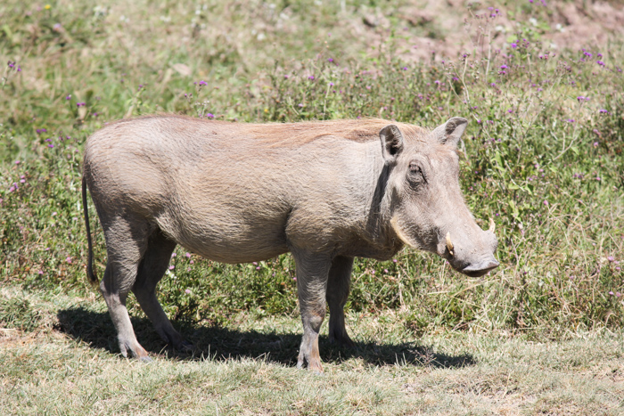 Safari cratère N'Gorongoro - Tanzanie