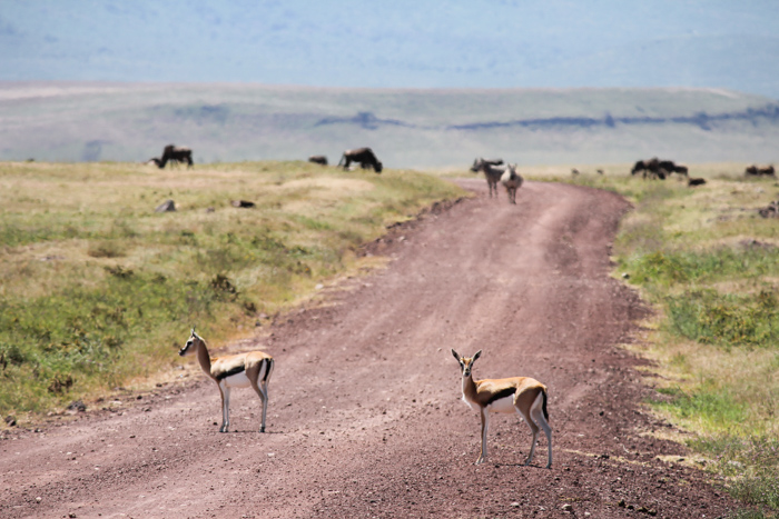 Safari cratère N'Gorongoro - Tanzanie