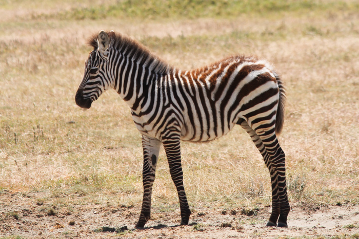 Safari cratère N'Gorongoro - Tanzanie