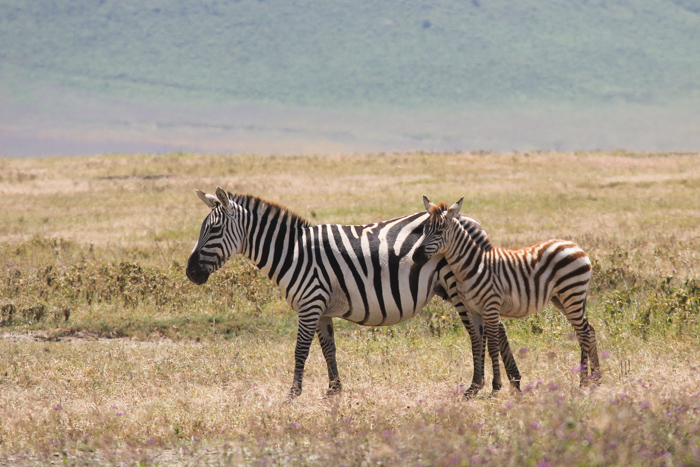 Safari cratère N'Gorongoro - Tanzanie