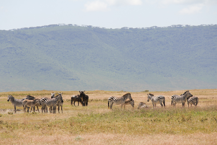 Safari cratère N'Gorongoro - Tanzanie