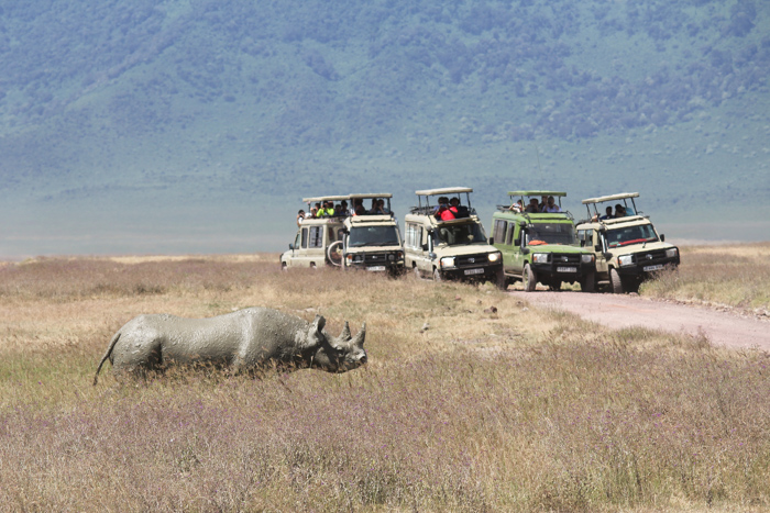 Safari cratère N'Gorongoro - Tanzanie