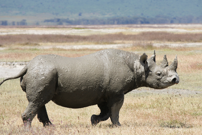 Safari cratère N'Gorongoro - Tanzanie