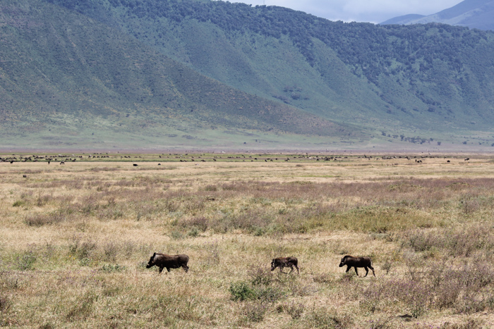 Safari cratère N'Gorongoro - Tanzanie