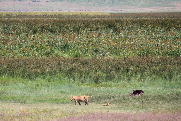 Safari cratère N'Gorongoro - Tanzanie