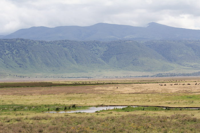 Safari cratère N'Gorongoro - Tanzanie